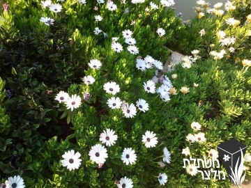 גרמית - Osteospermum