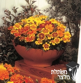 טגטס - Tagetes