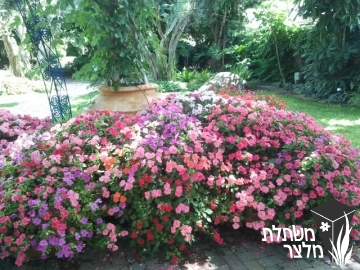 בשמת - Impatiens