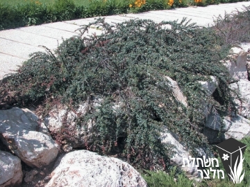 חבושית - Cotoneaster