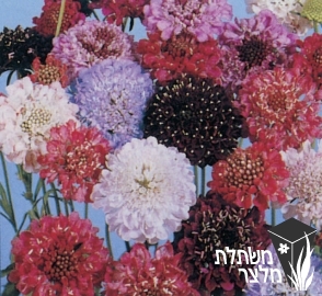 תגית - Scabiosa