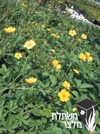 חמשן - Potentilla