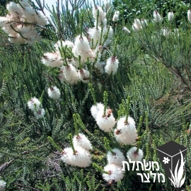 מללויקת - Melaleuca