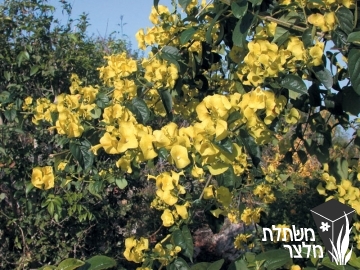 אדמום - Holmskioldia