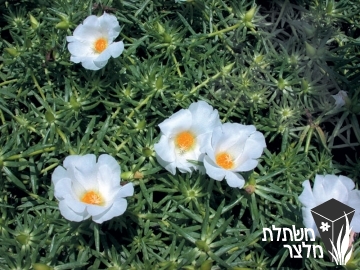 רגלה - Portulaca