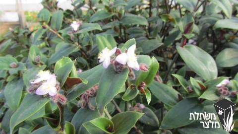 יהודי- נודד - Tradescantia
