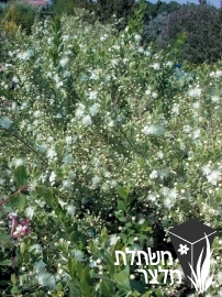 הדס - Myrtus