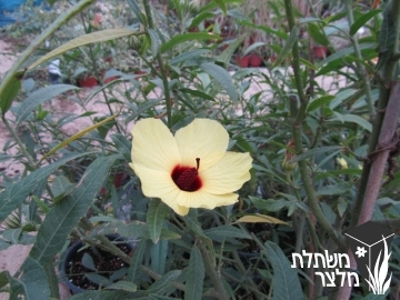 היביסקוס - Hibiscus