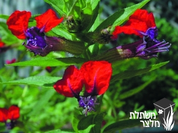 גבנון - Cuphea