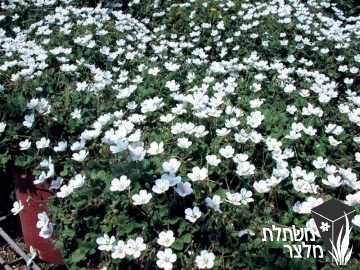 מקור החסידה - Erodium