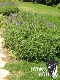 פלקטרנטוס - Plectranthus