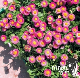 חיננית - Bellis