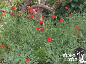 פרג - Papaver