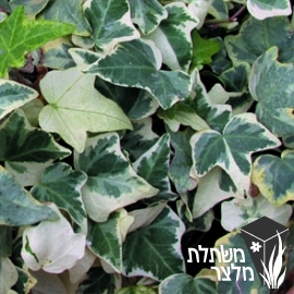 קיסוס - Hedera