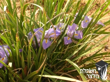 איריס / אירוס - Iris