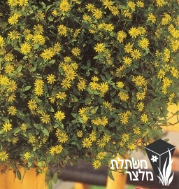 סנוויטלה - Sanvitalia