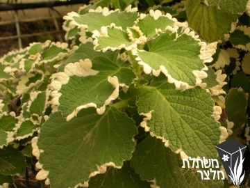 פלקטרנטוס - Plectranthus