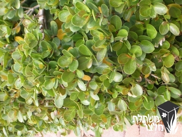 פיקוס - Ficus