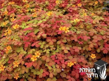 חמציץ - Oxalis