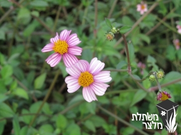 דו-שן (בידנס) - Bidens