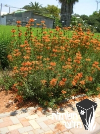 אוזן-ארי - Leonotis