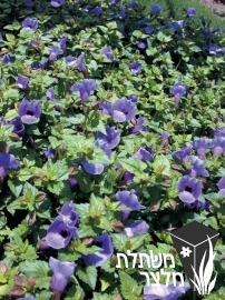 טורניה - Torenia