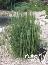 שבטבט - Equisetum