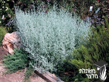 לענה - Artemisia