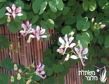 בוהיניית - Bauhinia