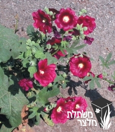 חוטמית - Alcea