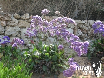 עדעד - Limonium