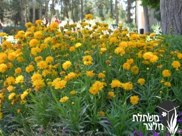 קוראופסיס - Coreopsis