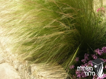 מלעניאל (סטיפה) - Stipa