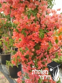 בוגנווילאה - Bougainvillea