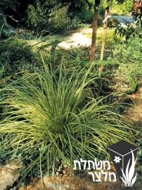 כריך - Carex