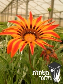 גזניה - Gazania