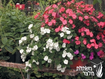 בשמת - Impatiens