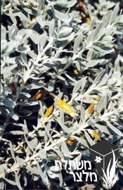 פטרוזיליית הגינה - Petroselinum