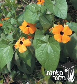 תונברגיה - Thunbergia