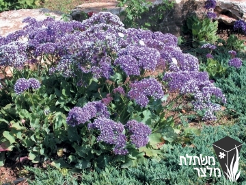 עדעד - Limonium