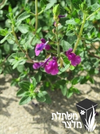 מרוות - Salvia