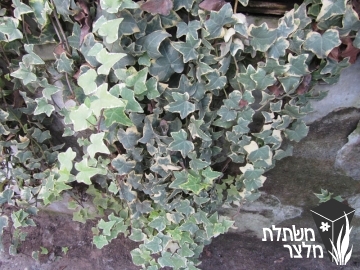 קיסוס - Hedera