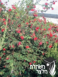 קליאנדרה - Calliandra