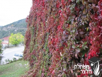 גפנית - Parthenocissus