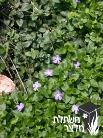 וינקה - Vinca