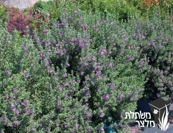 לבן-עלה (ליקופילום) - Leucophyllum