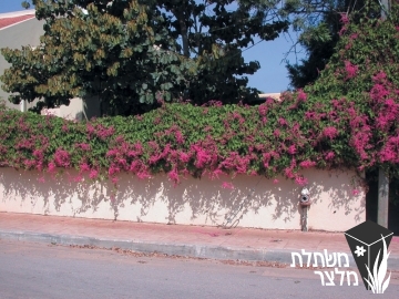 אנטיגון - Antigonon