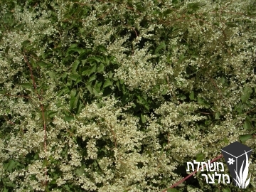 ארכבית - Polygonum