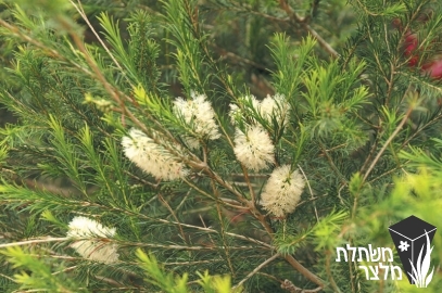 מללויקה - Melaleuca