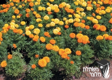 טגטס - Tagetes